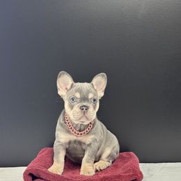 French Bulldog Puppies from Velvet Fluffy Pups