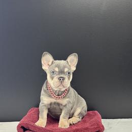 French Bulldog Puppies from Velvet Fluffy Pups