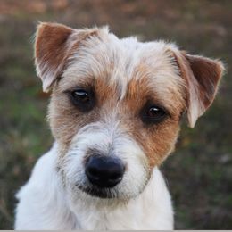 Polinka - Russell Terrier