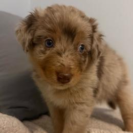 Cookie - Red merle female Australian Shepherd puppy in East Hartford, Connecticut from CT Aussies