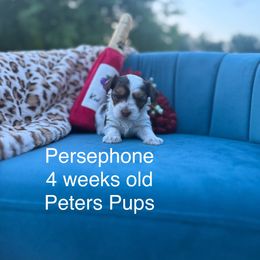 Persephone - Chocolate, tan and white female Yorkshire Terrier puppy in Hertford, North Carolina from Peters Pups Yorkshire Terriers