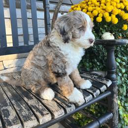 Timmy - Tri-color male Bernedoodle puppy in Holtwood, Pennsylvania from Country Ridge Puppies