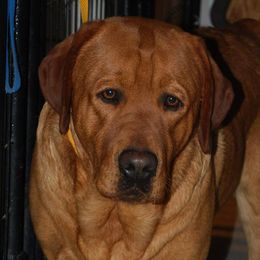 Labrador Retriever All Grown Up from Daisy Mountain Labs