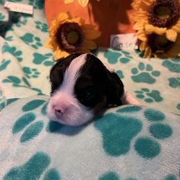 Casey - Tri-color male Cavalier King Charles Spaniel puppy in Warren, Maine from Cloud Nine Cavaliers