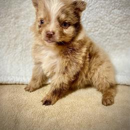 Little merle female - Red merle female Miniature Australian Shepherd puppy in Lemon Cove, California from Magic Ranch Mini Aussies