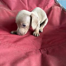 Pierro - Fawn (isabella) and tan male Dachshund puppy in Conroe, Texas from Dots Dachshunds