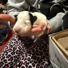 White boy - Black and white male Border Collie puppy in Jackson, New Jersey from NJ Bees BC