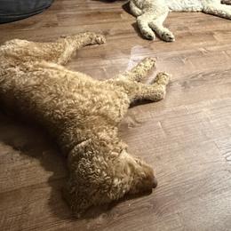 Livi - Goldendoodle