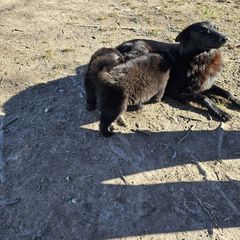 Belgian Sheepdog Puppies from Kimberly Perry