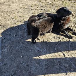 Belgian Sheepdog Puppies from Kimberly Perry