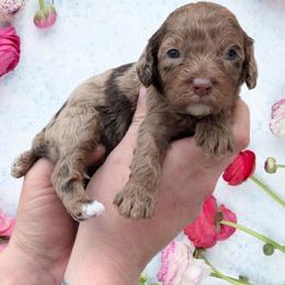 Jellybean - Merle female Cavapoo puppy in Coshocton, Ohio from Forever Family Puppies