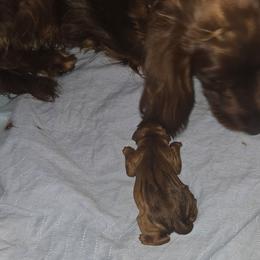 No name 1 - Mahogany male Irish Setter puppy in Candia, New Hampshire from Candia Woods Irish Setters