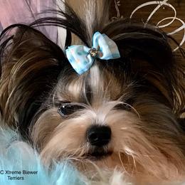 Firecracker - Biewer Terrier