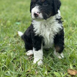 Bernedoodle Puppies from Creekside Doodles