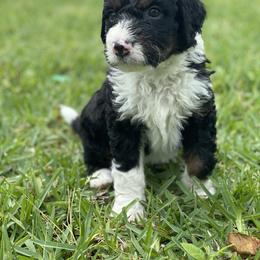 Bernedoodle Puppies from Creekside Doodles