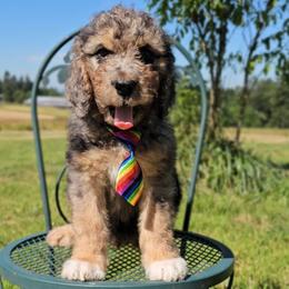 Edison - Merle male Saint Berdoodle puppy in Battle Ground, Washington from Mad Hatter Farms Saint Berdoodles