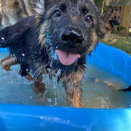 German Shepherd Puppies from Starry Night German Shepherd Dogs