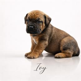 Ivy - Brown female Boerboel puppy in Delta, Colorado from SATA Kennels