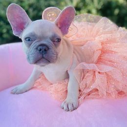 Bulldog and French Bulldog Puppies from Fancy Like Bulldogs