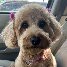 Poppy - Goldendoodle