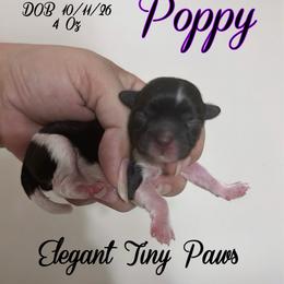 Poppy - Sable female Mi-Ki puppy in Middleburg, Florida from Elegant Tiny Paws