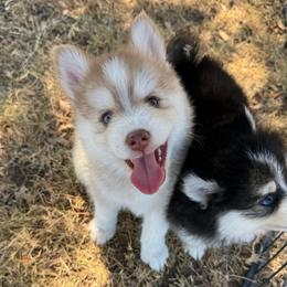 Paul - Red and white male Pomsky puppy in Krum, Texas from Paw-Some Pomskies
