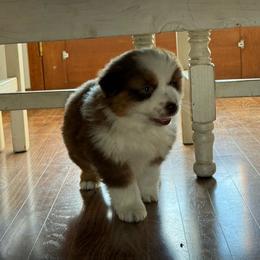 Red female 2 - Red tri-color female Miniature American Shepherd puppy in Centerville, Washington from Turnin Heads