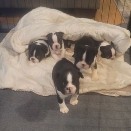 Boston Terrier Puppies from Furhill's Boston Terriers