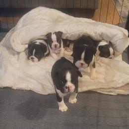 Boston Terrier Puppies from Furhill's Boston Terriers