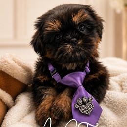 Bryce - Black and tan male Shih Tzu puppy in Richmond, Texas from Aleka Shih Tzu