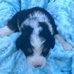 Bernedoodle and Labradoodle Puppies from Delaney Park Doodles