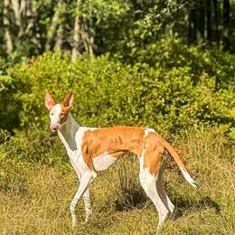 Ristretto - Ibizan Hound