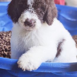 Goldendoodle, Old English Sheepdog, Poodle, Schnoodle, and Sheepadoodle Puppies from For the LOVE of Poodles and Doodles