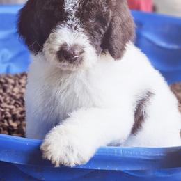 Goldendoodle, Old English Sheepdog, Poodle, Schnoodle, and Sheepadoodle Puppies from For the LOVE of Poodles and Doodles