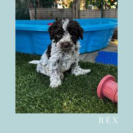 Boy 3 - Brown roan male Lagotto Romagnolo puppy in Salida, California from Harper's Lagotti