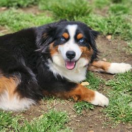 Jessie - Toy Australian Shepherd