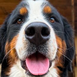 Bernedoodles, Bernese Mountain Dogs, and Goldendoodles from Ashley Baldwin