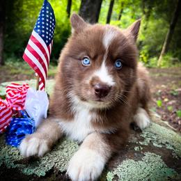 Finn - Red and white male Siberian Husky puppy in Union Grove, Alabama from Southern Siberian Life