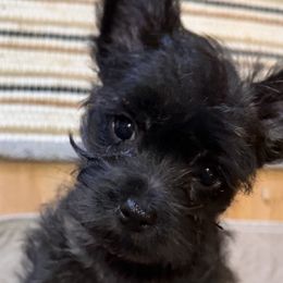 Cairn Terriers from Central Oregon Cairn Terriers