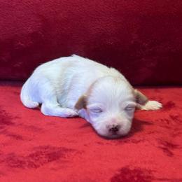 Lenny - Tri-color male Coton de Tulear puppy in Avery Creek, North Carolina from AVLCOTONLOVE