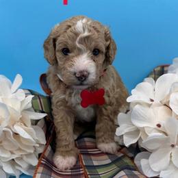 Spike- Red Collar - Apricot male Goldendoodle puppy in Cape Coral, Florida from Nay Nays Mini Doodles