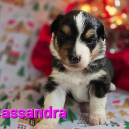 Cassandra - Black tri-color female Australian Shepherd puppy in Smithfield, Utah from Invictus Farms