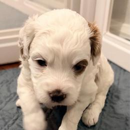 Girl 1 - Parti female Goldendoodle puppy in Bradenton, Florida from Christianna’s Mini Goldendoodles