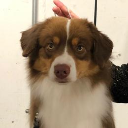 Curie - Miniature American Shepherd