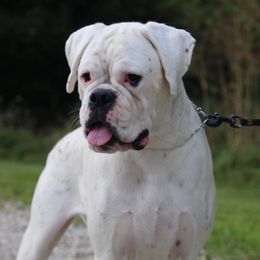 Aspen - Boxer