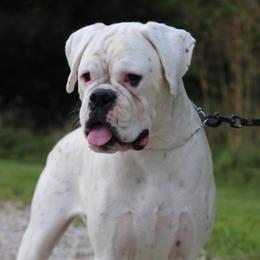 Aspen - Boxer