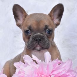 French Bulldog, Golden Retriever, and Labrador Retriever Puppies from Trigger Time Kennels