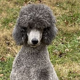 Lucy - Poodle