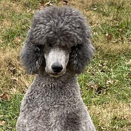 Lucy - Poodle