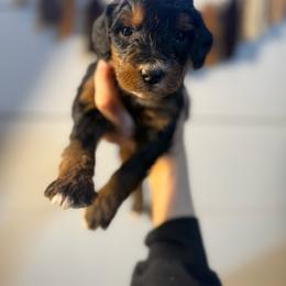 Lola - Tri-color female Bernedoodle puppy in Bellevue, Iowa from Blended Acres & Kennels